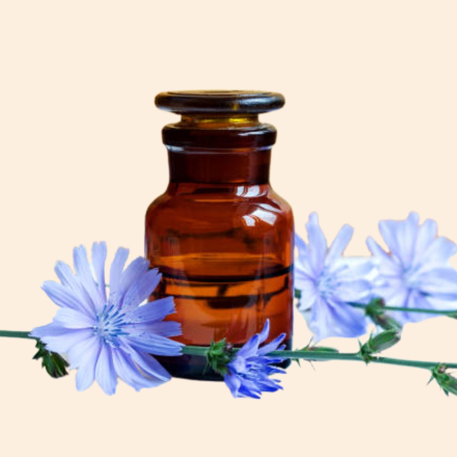 Chicory Herbal Liquid Extract Chicory Herbal Liquid Extract